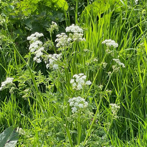 Fluitenkruid (Anthriscus sylvestris)